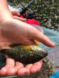 Green Sunfish