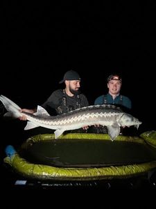 Starry Sturgeon