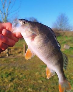 European Perch