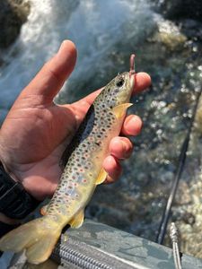 Brown Trout
