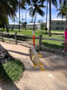 Pacific Cubera Snapper