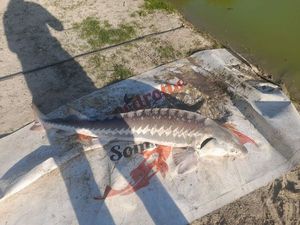 Sturgeon