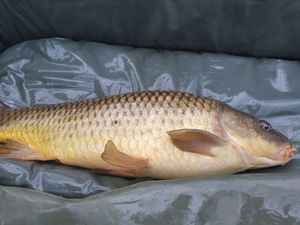 Common Carp