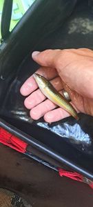 Mediterranean Rainbow Wrasse