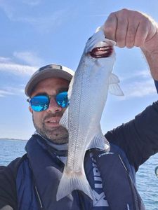 European Bass (Seabass)