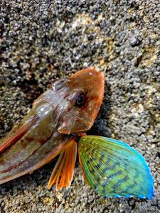 Gurnard