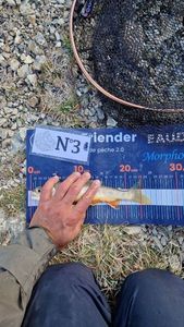 Arctic Char