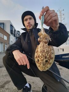 Common Cuttlefish