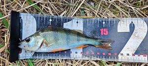 European Perch