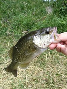 Largemouth Bass