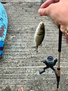 European Bass (Seabass)