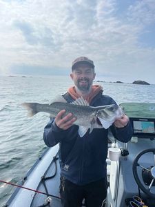 European Bass (Seabass)