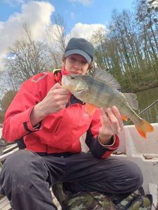 European Perch