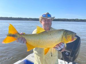 Dorado