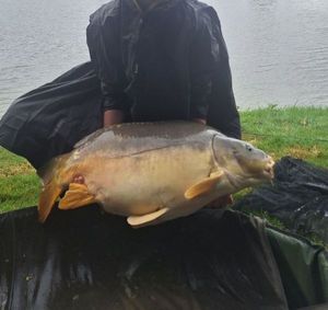 Leather Carp