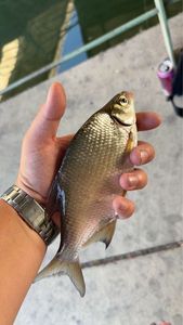 Common Bream