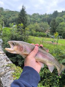 Rainbow Trout