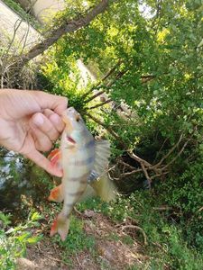 European Perch