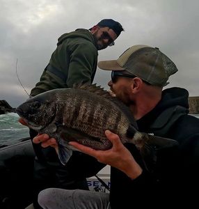 White Seabream