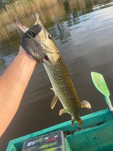 Northern Pike