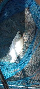 Common Bream