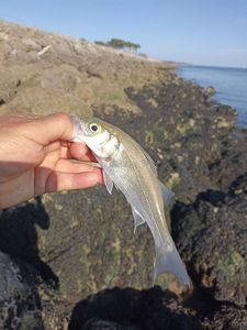 European Bass (Seabass)