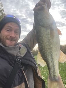 Largemouth Bass