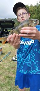 Golden Perch