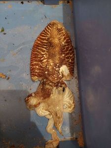 Common Cuttlefish