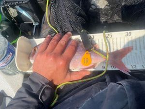 Red Porgy