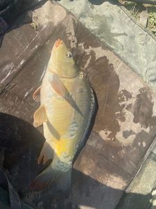 Mirror Carp