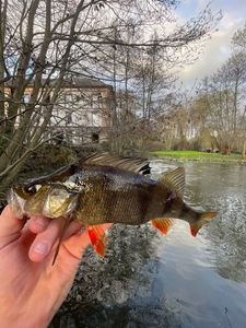 European Perch