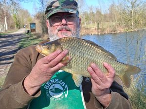 Common Carp