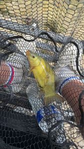 Tench