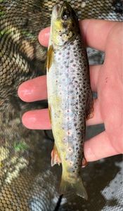 Brown Trout