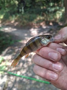 European Perch