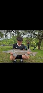Sturgeon