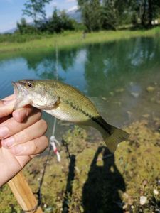 Smallmouth Bass