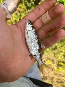Roach