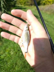 Roach