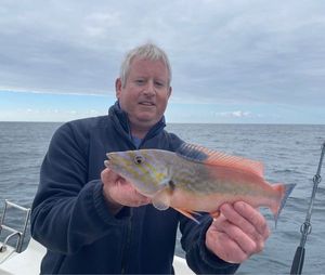Cuckoo Wrasse