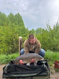 Common Carp