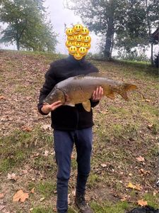 Mirror Carp