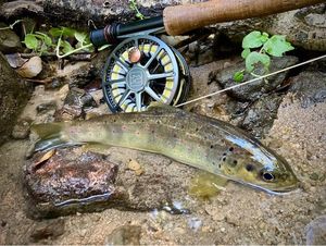 Brown Trout