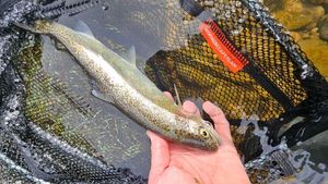 Rainbow Trout