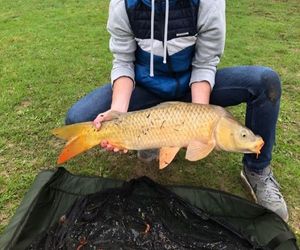 Common Carp
