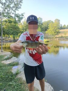 European Perch