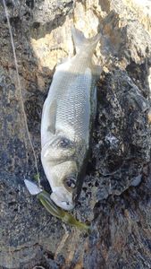 European Bass (Seabass)