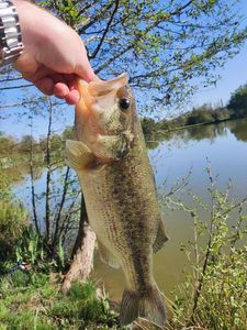 Largemouth Bass
