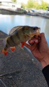 European Perch